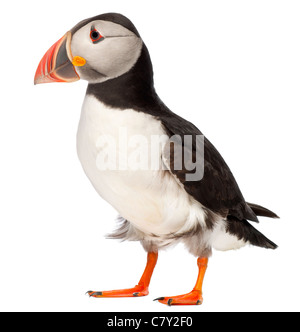 Atlantic Puffin o comuni o puffini, Fratercula arctica, di fronte a uno sfondo bianco Foto Stock