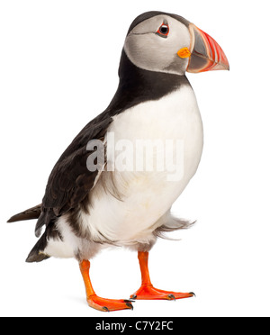 Atlantic Puffin o comuni o puffini, Fratercula arctica, di fronte a uno sfondo bianco Foto Stock