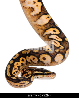 Pastello maschio calico Royal Python Python, palla Python Python regius, 11 mesi di età, di fronte a uno sfondo bianco Foto Stock