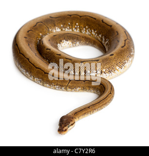 Spinner Royal python, palla Python Python regius, 2 anni, di fronte a uno sfondo bianco Foto Stock