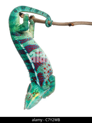 Panther Chameleon Nosy Be, Furcifer pardalis, appeso dal ramo di fronte a uno sfondo bianco Foto Stock