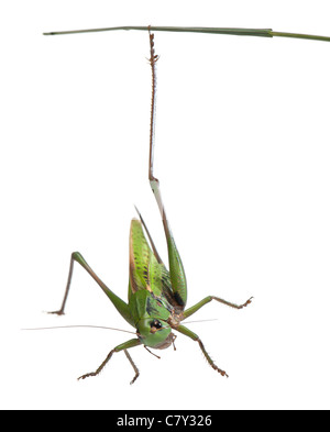 Femmina-verruca snapper, Decticus verrucivorus, su impianto di fronte a uno sfondo bianco Foto Stock