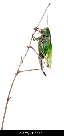 Femmina-verruca snapper, Decticus verrucivorus, su impianto di fronte a uno sfondo bianco Foto Stock