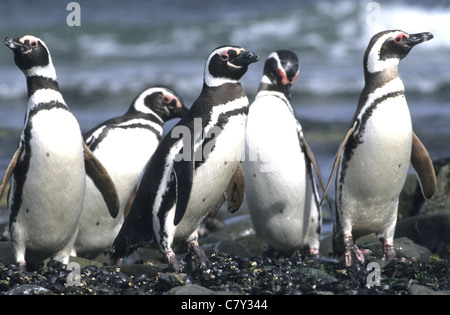 Afican Kackass pinguini(Spheniscus demersus) Foto Stock