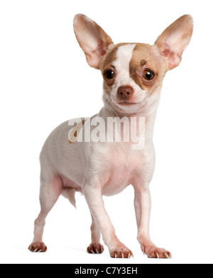 Chihuahua cucciolo, 3 mesi di età, in piedi di fronte a uno sfondo bianco Foto Stock