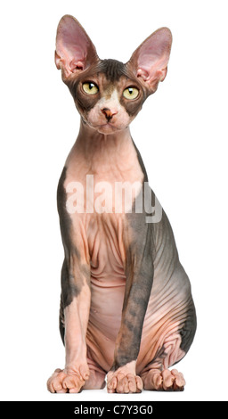 Sphynx gattino, 4 mesi di età, seduto di fronte a uno sfondo bianco Foto Stock