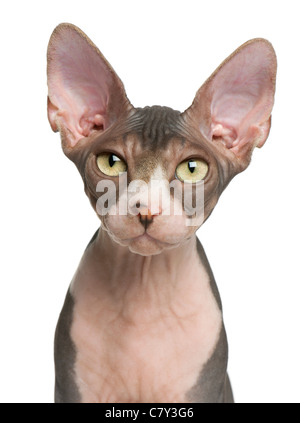 Close-up di Sphynx gattino, 4 mesi di età, di fronte a uno sfondo bianco Foto Stock