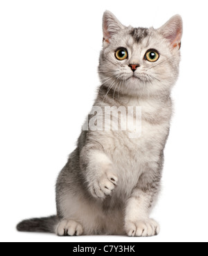 British Shorthair kitten, 4 mesi di età, seduto di fronte a uno sfondo bianco Foto Stock