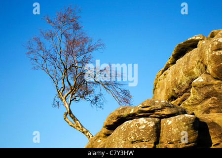 Argento Betulla Brimham Rocks North Yorkshire, Inghilterra Foto Stock
