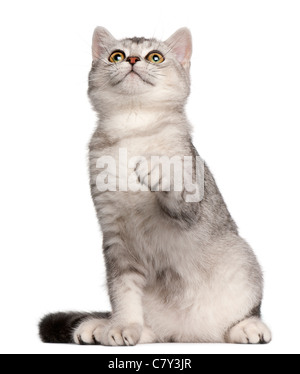 British Shorthair kitten, 4 mesi di età, seduto di fronte a uno sfondo bianco Foto Stock