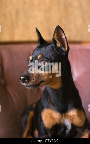 Ritratto di una miniature pinscher cane Foto Stock