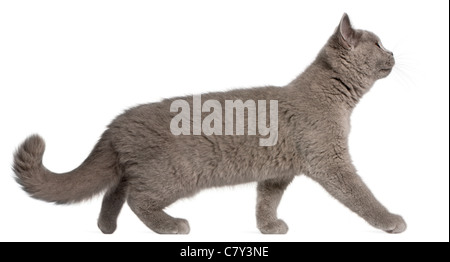 British Shorthair kitten, 3 mesi di età, a piedi nella parte anteriore del fondo bianco Foto Stock
