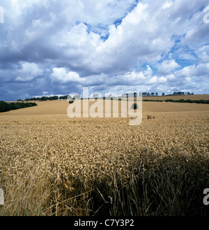 Mature coltivazione di grano in grande campo di rotolamento vicino a mera, Wiltshire Foto Stock