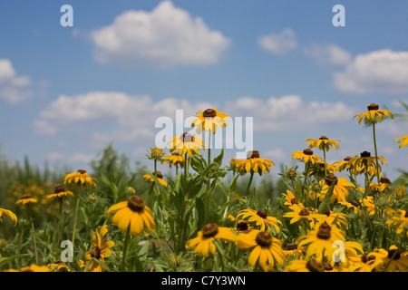 Campo dei black eyed susans con cielo blu e nuvole in background Foto Stock