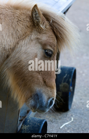 Equus caballus ferus pony Shetland Foto Stock