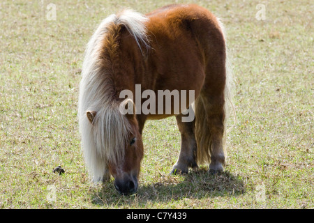 Equus caballus ferus pony Shetland pascolo Foto Stock