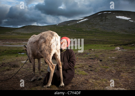 Tsaatan donna mungere le renne a sera a Tsagaan Nuur, Khovsgol, Mongolia Foto Stock