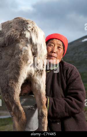 Tsaatan donna mungere le renne a sera a Tsagaan Nuur, Khovsgol, Mongolia Foto Stock