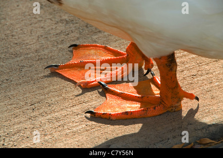 piedi di anatra Foto Stock