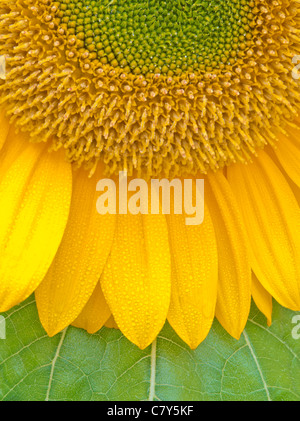 Girasole Foto Stock