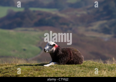 Pascolo di pecore Herdwick sulle brughiere del distretto del lago. Essi non si allontanano dalla loro 'heaf' - l'area in cui essi sono stati allattati. Cumbria, Regno Unito Foto Stock