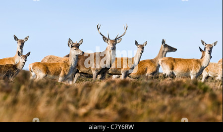Red Deer cervo con cerve durante la stagione di solchi Foto Stock