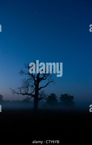 Moonlit Night break oltre la quercia radura in Rogalinek, Wielkopolska, Polonia. Foto Stock