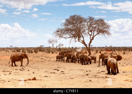Un gruppo di elefanti vicino al fiume nel parco nazionale orientale di Tsavo, Kenya Foto Stock