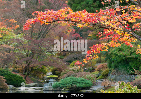 Albero di acero di autunno a colori nel giardino giapponese a Washington Park Arboretum a Seattle, Washington. Foto Stock