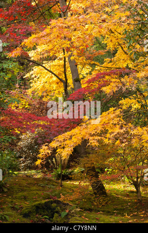 Aceri tree con Autunno a colori nel giardino giapponese a Washington Park Arboretum a Seattle, Washington. Foto Stock