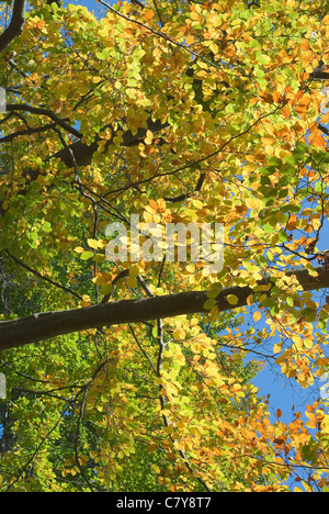 Primo piano di foglie d'oro in una giornata autunnale Foto Stock