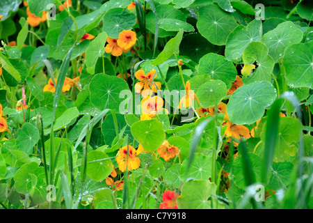 Nasturtium (Tropaeolum majus) piante che crescono nel selvaggio. Foto Stock