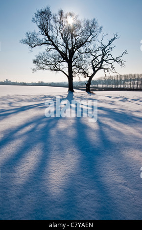 Un albero solitario in silhouette in Inghilterra invernale, con ombre in primo piano Foto Stock