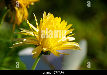 Fiore giallo del nero salsefrica. Foto Stock