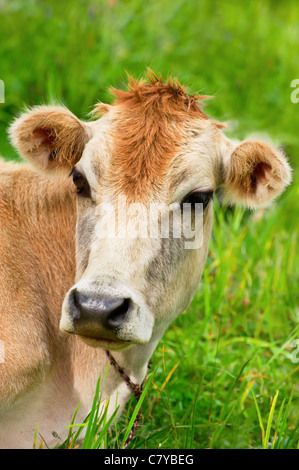 La mucca. Close up Red cow in appoggio sul prato Foto Stock