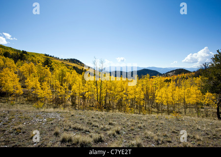 Ampia vista panoramica di Aspen Tree foglie in colore oro, Aspen Ridge, CR 185, San Isabel National Forest, Colorado, STATI UNITI D'AMERICA Foto Stock