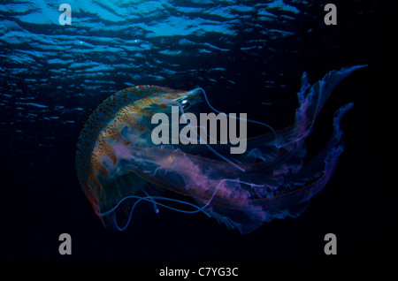 Meduse nel golfo di Biscaglia, mare Cantabrico, tentacolo, dolorose, prurito, oceano mare, colorata, pericoloso, scuba diving,, Foto Stock