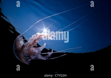 Meduse nel golfo di Biscaglia, mare cantabrico, vita marina, Sea Life, tentacoli, prurito, pericolose, sting, subacquea, Foto Stock