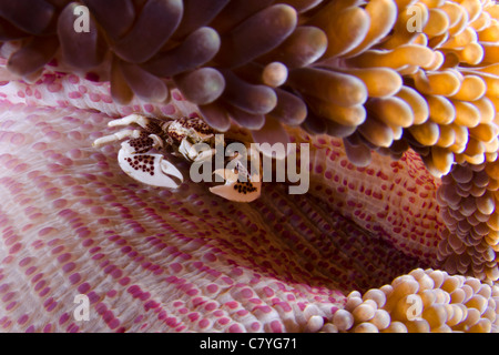 Filippine Coral reef subacqueo, granchio porcellana in anemone, vita marina, Sea Life, Coral reef, reef tropicali, scuba, oceano Foto Stock