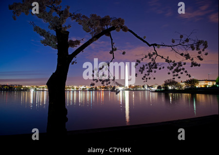 Il Monumento di Washington di notte con il Giapponese Yoshino albero ciliegio in primo piano. Il National Cherry Blossom Festival. Foto Stock