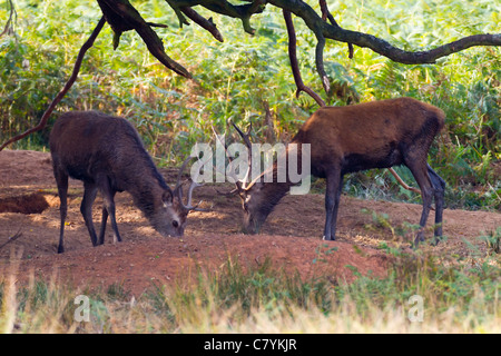Red Deer Cervus eiaphus (Artiodactyla) Foto Stock