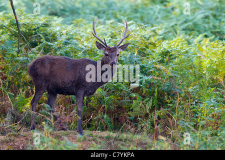 Red Deer Cervus eiaphus (Artiodactyla) Foto Stock