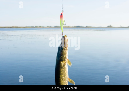 Il luccio appeso sul richiamo Foto Stock