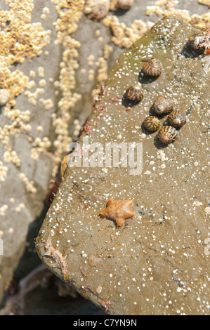 Esposti shale coperto con cirripedi e patelle con le chiocciole e stelle marine si sposti fuori di sole Foto Stock