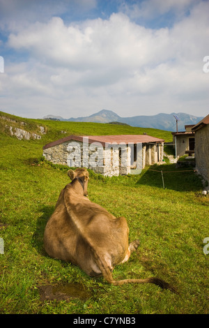 Le mucche in pascolo, Val Taleggio, Lombardia, Italia Foto Stock