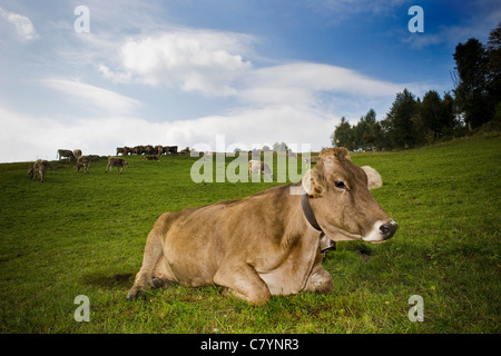 Mucca in pascolo, Val Taleggio, Lombardia, Italia Foto Stock