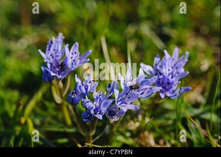 La molla Squill (Scilla verna) Foto Stock