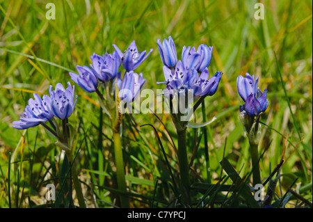 La molla Squill (Scilla verna) Foto Stock