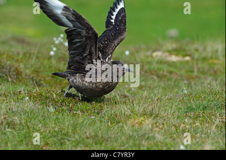 Grande Skua (Stercorarius skua) Foto Stock