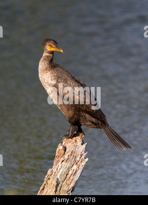 Doppia cormorani crestato (Phalacrocorax auritus) appollaia Foto Stock